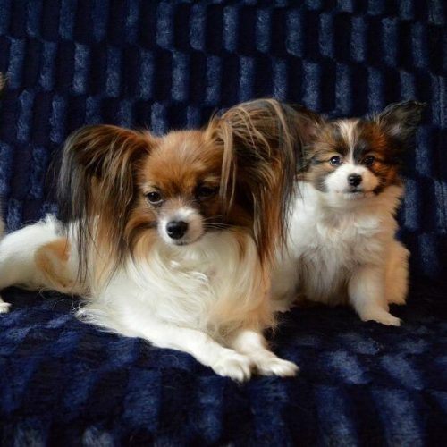 fc0dc1ce-6e24-3274-6daf-f1a27027c4c7_min